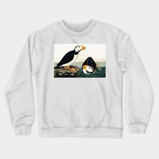 Bird of America  Bird, bird lover, america, beautiful  Public domain painting by John James Audubon Crewneck Sweatshirt